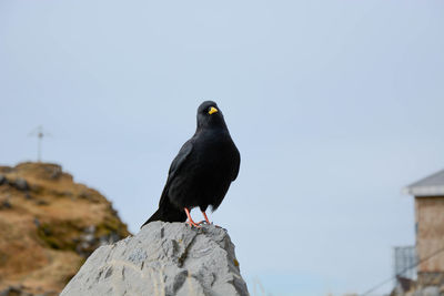 Bird perching on rock