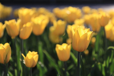 Close-up of yellow flowering plants on field