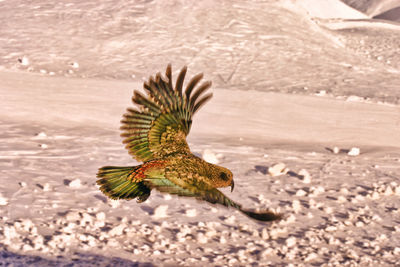 View of bird flying over a field