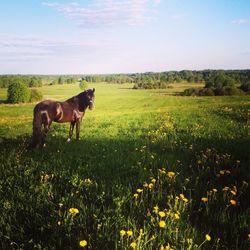 Horse standing on field against sky