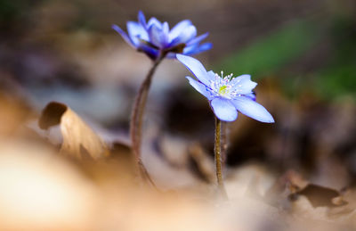 Close-up of purple flowering plant