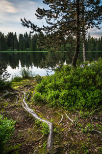 Scenic view of lake in forest against sky