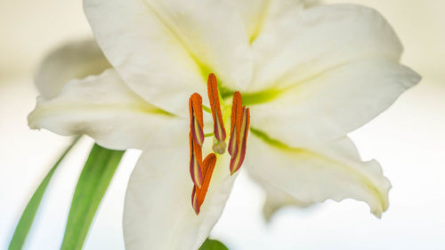 Close-up of white flowering plant