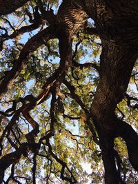 Low angle view of tree against sky