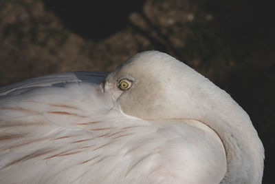 Close-up of a bird