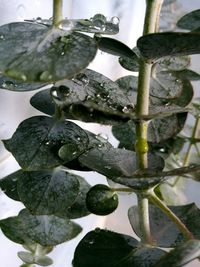 Close-up of plants against water