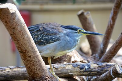 Close-up of bird perching on wooden wall