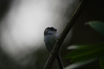 Close-up of bird perching on a tree