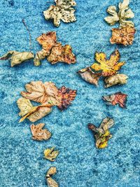 High angle view of dry leaves on blue background