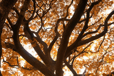 Low angle view of tree against sky