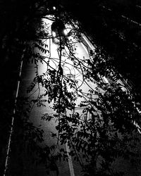Low angle view of tree against plants