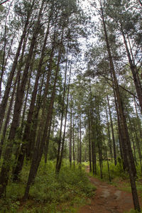 Trees in forest