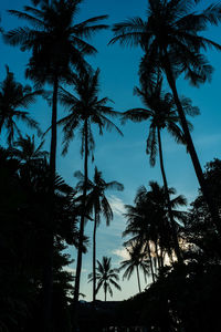 Low angle view of silhouette coconut palm trees against sky