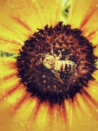 Close-up of honey bee on flower head