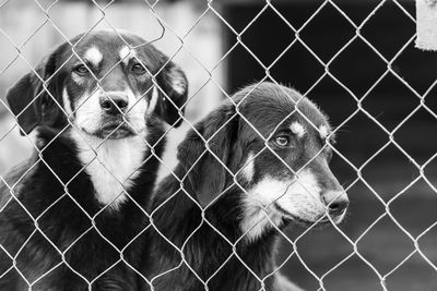 View of cat looking through chainlink fence