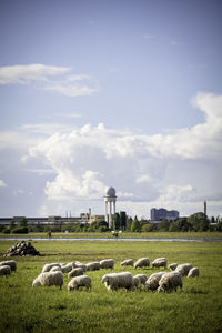 View of sheep on field against sky