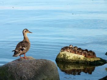 Bird perching on lake