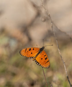 animal wildlife
