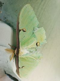 High angle view of insect