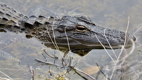 Close-up of  american aligator 