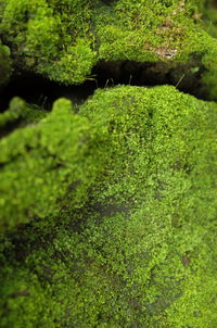 Full frame shot of green plants