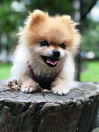 Close-up of a dog looking away