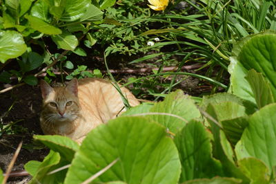 Cat relaxing in a plant