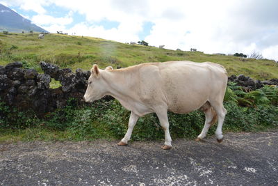 Cow standing in a field