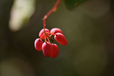 Close-up of red flower