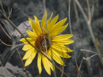 Close-up of yellow flower blooming outdoors