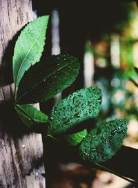 Close-up of wet plant leaves