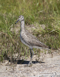 Side view of a bird on field