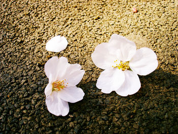 Close-up of flowers