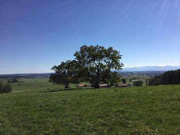 Trees on landscape against blue sky