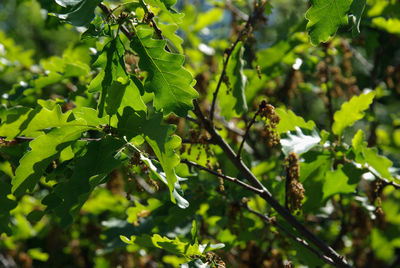 Close-up of lizard on tree