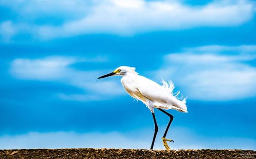 Seagull perching on a wall