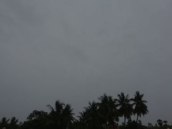 Low angle view of palm trees against sky