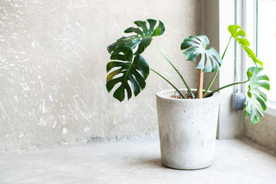 Close-up of potted plant against window