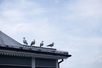 Low angle view of birds perching on wall