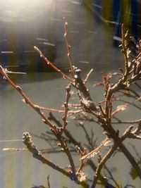 Close-up of plant against lake