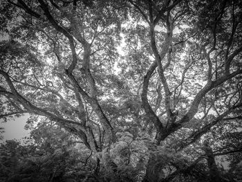 Low angle view of trees in forest