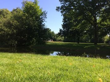 Trees on grassy field