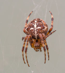 Close-up of spider on web