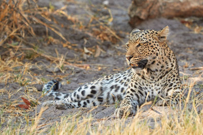 Tiger relaxing on a land