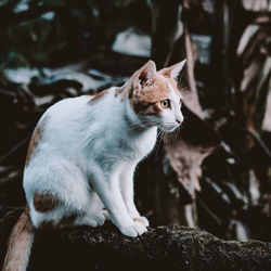 Cat sitting on rock