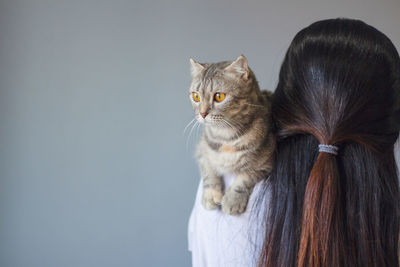 Rear view of cat against white background