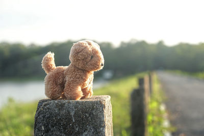 Close-up of stuffed toy on field