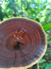 Close-up of insect on a tree