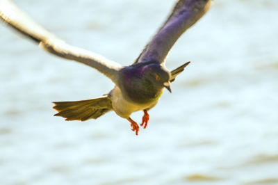 Close-up of bird flying over lake