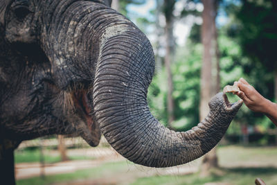 Cropped hand feeding elephant 